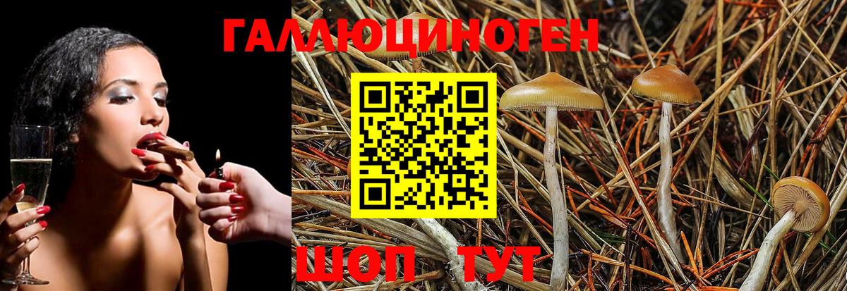 Королёв  купить наркотики сайты  Вход с VPN  Галлюциногенные грибы GOLDEN TEACHER 