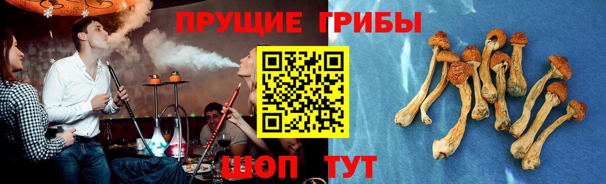 Псилоцибиновые грибы Cubensis Королёв